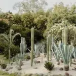 Boda en Rancho Pico a cargo de Grupo Alaia